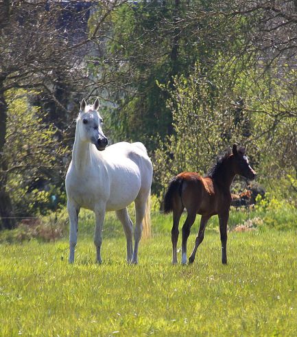Pokupka - Drug x Pozjarka (Balaton)