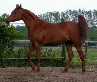 Vikuba - Kubay Khan x Vihoda (Karnaval)