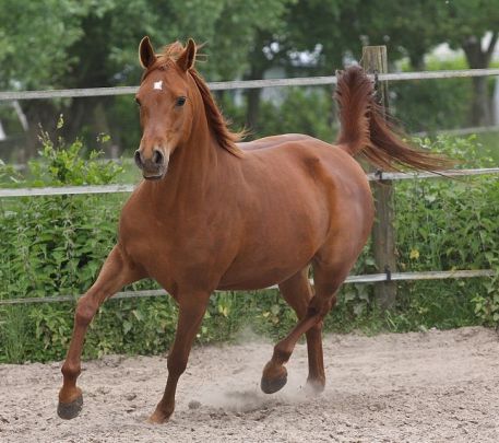 Vikuba - Kubay Khan x Vihoda (Karnaval)