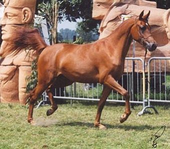 Vikuba - Kubay Khan x Vihoda (Karnaval)