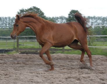 Vikuba - Kubay Khan x Vihoda (Karnaval)