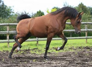 Kubay Khan - Kubinec x Volnaia (Naftalin)