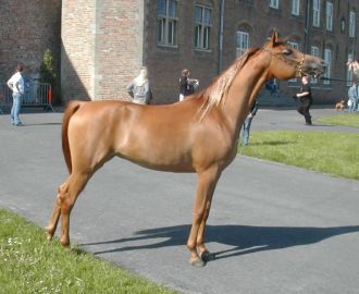 Gazzella - Abakan x Hanouf (Vulkan)