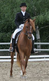 LI Feria, dressage and endurance horse