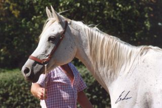 Karinka - Aswan x Karta (Arax)