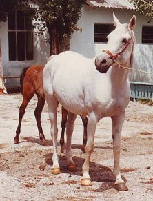 Karinka - Aswan x Karta (Arax)