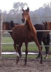 Nakuba - Nadir I x Vikuba (Kubay Khan)