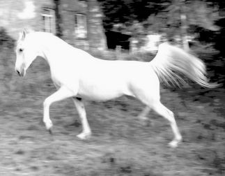 Pokupka - Drug x Pozjarka (Balaton)