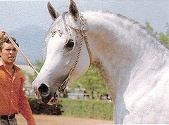 Potomac - Muscat x Panorama (Aswan)