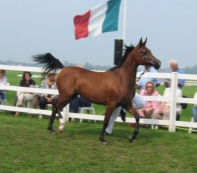 Monserrat - Namaz x Minitura (Negasimyi)