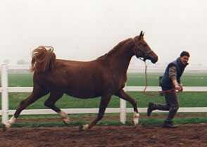 Verdjina - Balaton x Vstrecha (Potomac)