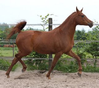 Vikuba - Kubay Khan x Vihoda (Karnaval)