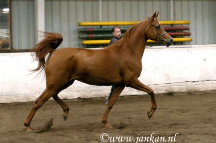 Vikuba - Kubay Khan x Vihoda (Karnaval)