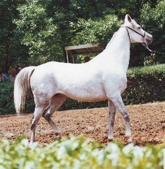 Vstrecha - Potomac x Mantuia (Topol)