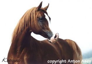 Kubinec - Balaton x Kosmetika (Muscat)